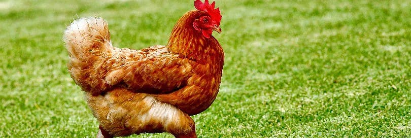 Ekspeditoriaus atsakomybė gabenant krovinius, kuriems taikoma veterinarinė kontrolė