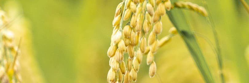 AGRIM and AGREX licences