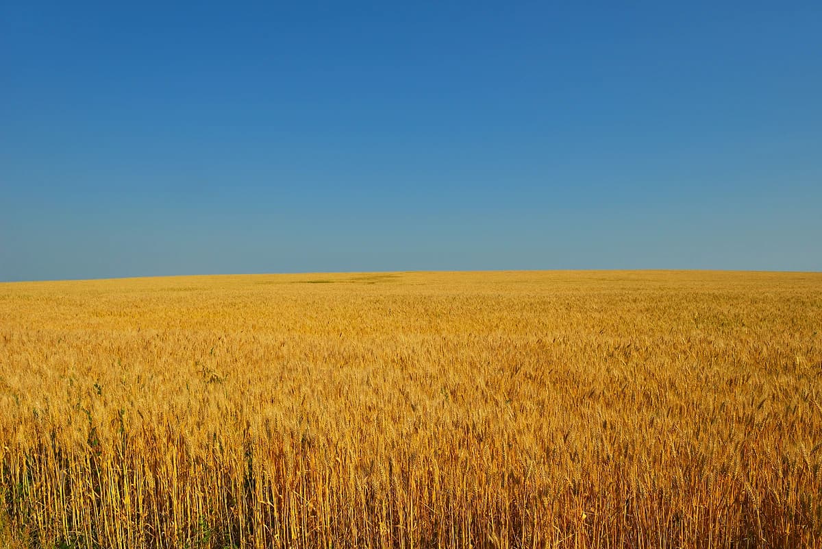 Ukraine customs and trade news: August / September 2025