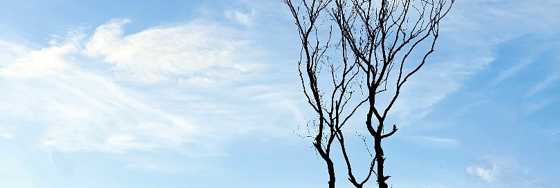 Why is it important to control wood packaging material?