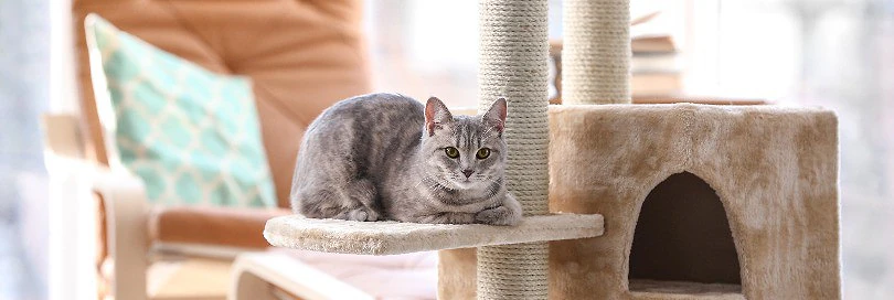 Cat scratching post: is it a piece of furniture (CN 9403)?