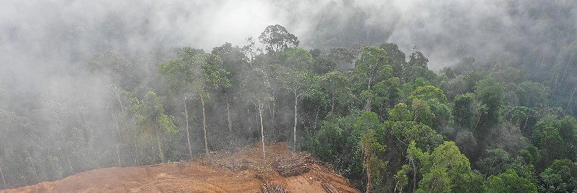 Can Brussels save the worlds rainforests?